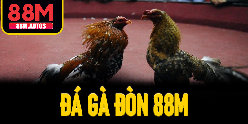 đá gà đòn 88M